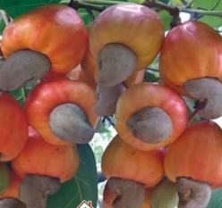 Điều PN1